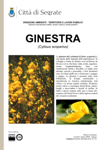 ginestra - Comune di Segrate