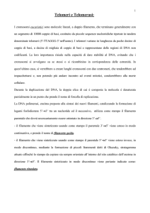 Telomeri e Telomerasi