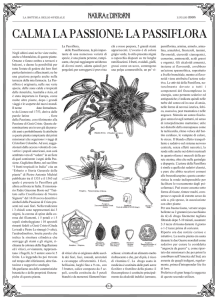 calma la passione: la passiflora