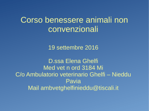 Relazione Furetto