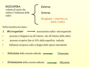 Presentazione di PowerPoint