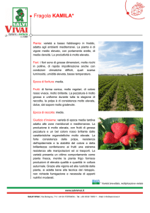 Fragola KAMILA
