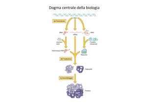 Lezione 12 Trascrizione e maturazione RNA [modalità compatibilità]