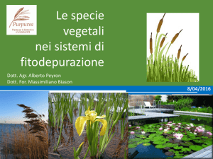 Workshop sulla FITODEPURAZIONE