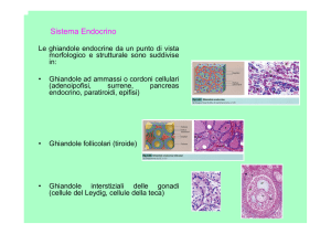 Sistema Endocrino