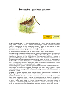 Beccaccino (Gallinago gallinago)