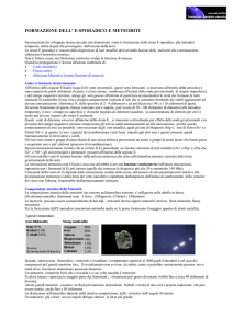 formazione dell` e-sporadico e meteoriti