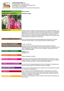 scheda tecnica - Floricoltura Pironi