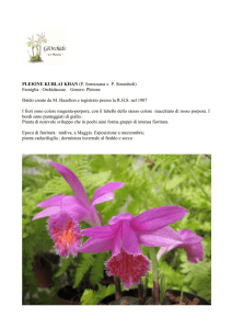 PLEIONE KUBLAI KHAN (P. formosana x P. Stromboli)