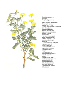 Coronilla valentina L. Vecciarini Famiglia: Leguminose Pianta