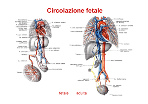 Circolazione fetale, sistema linfatico: appunti di biologia