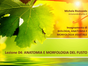 04 - Il Fusto File - Progetto e