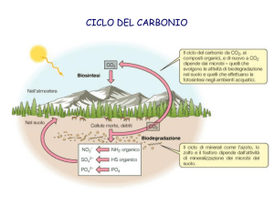 Cellulosa