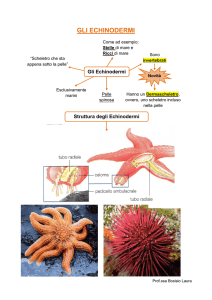GLI ECHINODERMI