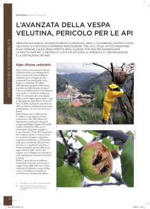 L`avanzata della vespa velutina, pericolo per le api