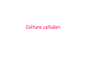 Colture cellulari