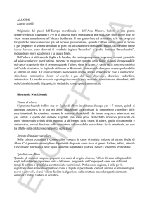 ALLORO Laurus nobilis Originario dei paesi dell`Europa