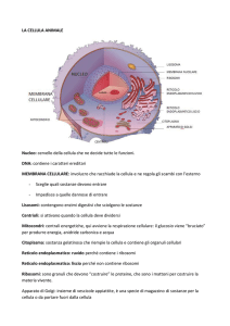 la cellula animale