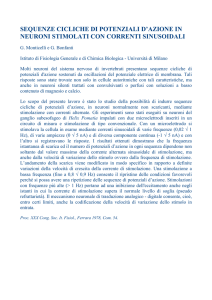 sequenze cicliche di potenziali d`azione in neuroni stimolati con
