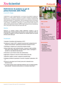 Elettroforesi di proteine su gel di poliacrilammide
