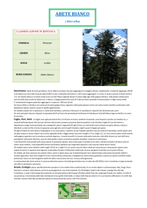 Scarica la versione pdf