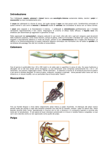 Introduzione Calamaro Moscardino Polpo