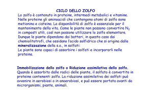 ciclo dello zolfo