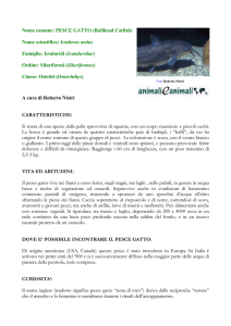 PESCE GATTO - Animali e Animali