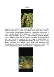 2AS Le felci - Via Asmara 28