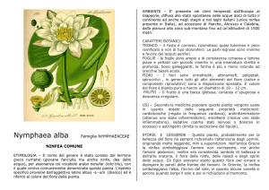 Nymphaea alba Famiglia NYMPHAEACEAE NINFEA COMUNE