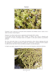 il ginepro - Scuola Media di Piancavallo