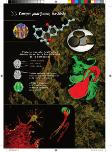 Libretto Catalogo della mostra, pagine sulla cannabis