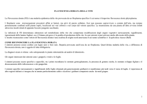 Nota tecnica Flavescenza dorata