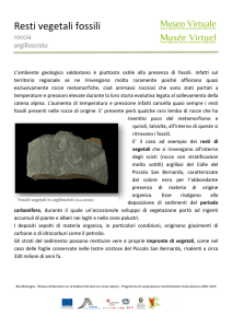 Resti vegetali fossili