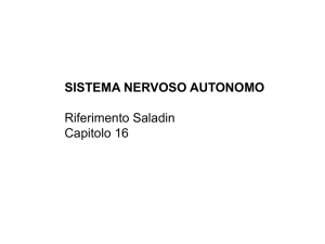 SISTEMA NERVOSO AUTONOMO Riferimento Saladin Capitolo 16
