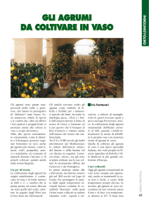 Novembre 2006 - Gli agrumi da coltivare in vaso