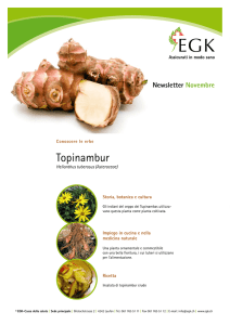 Topinambur