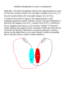 S D Modello semplificato di cuore e circolazione Materiale: 4