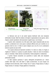 Salicacee - ARPA Molise