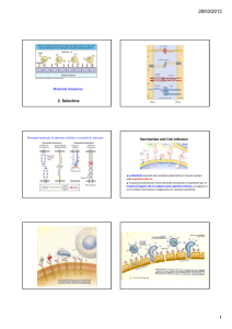 Diapositive selettine
