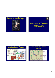 Lezione epatologia Anatomia e funzioni del fegato