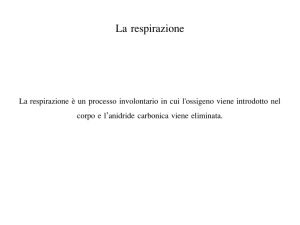 LA RESPIRAZIONE - Istituto comprensivo di Albiate e Triuggio