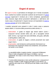 Organi di senso - Istituto Magistrale GB Vico