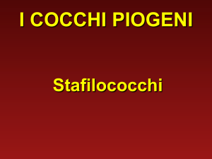 Stafilococchi File