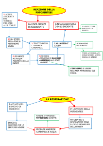 OK RESPIRAZIONE E FOTOSINTESI
