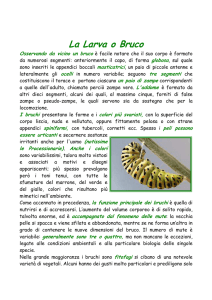 La Larva o Bruco