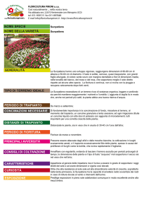Sunpatiens Sunpatiens