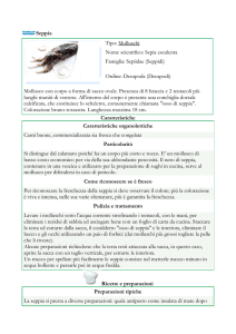 Seppia Tipo: Molluschi Nome scientifico: Sepia esculenta Famiglia