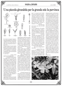 Una piccola girandola per la grande età: la pervinca