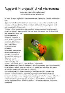 Rapporti interspecifici nel microcosmo
